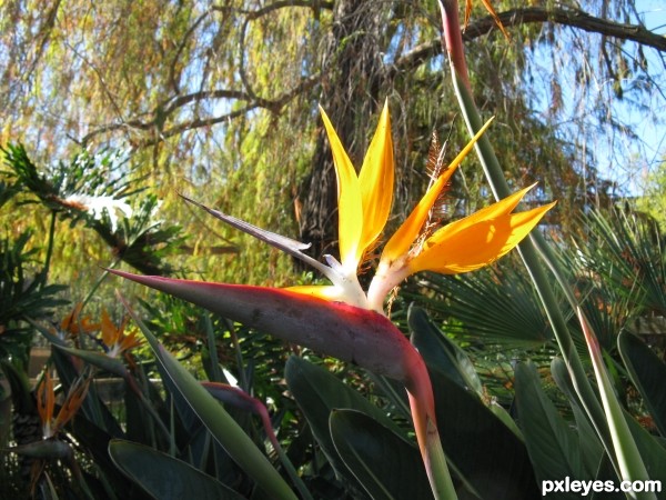 Birds Of Paradise